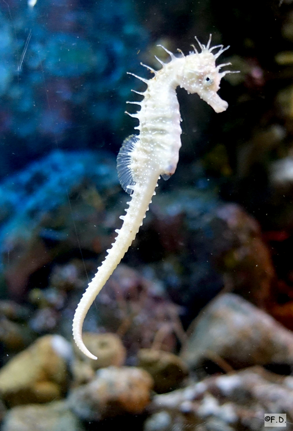 Aquarium Barcelona