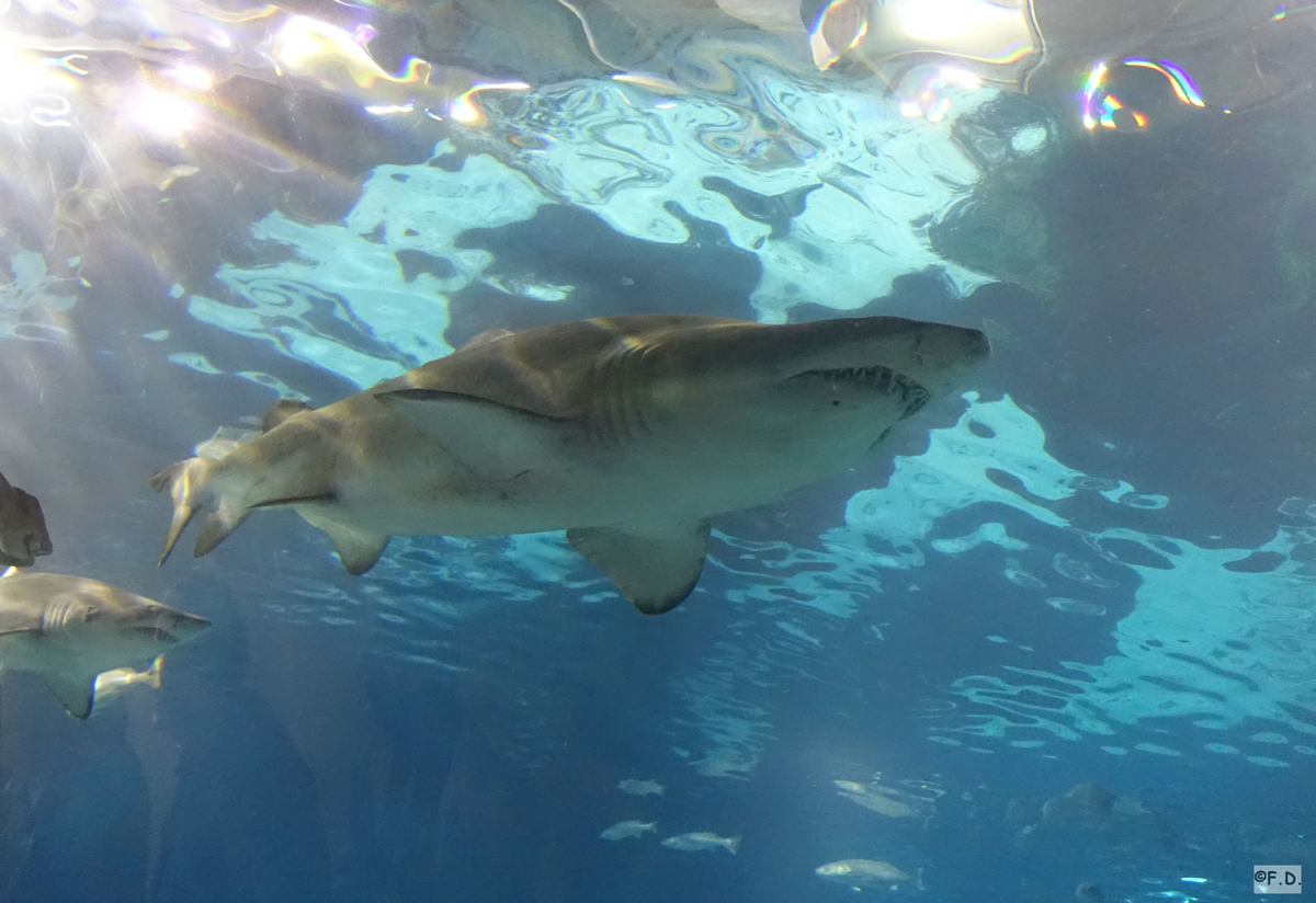 Aquarium Barcelona